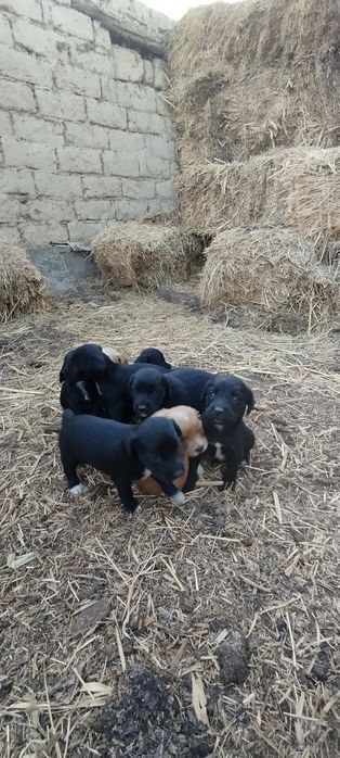 Спаниель шенкий 1 месяц