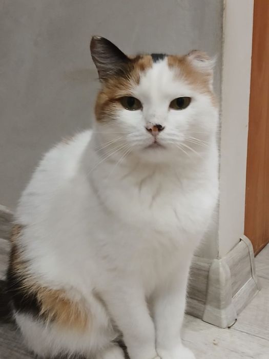 Отдам стерилизованную кошку!