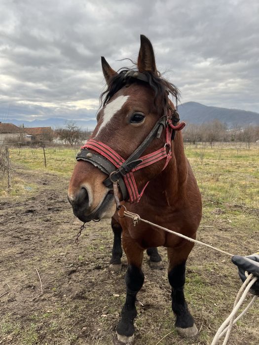 Armasar semigreu romanesc