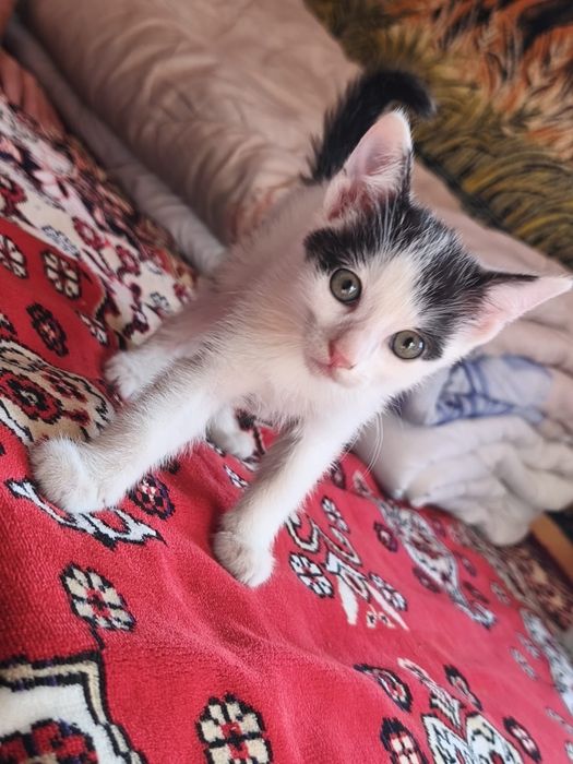Donez pui de pisică