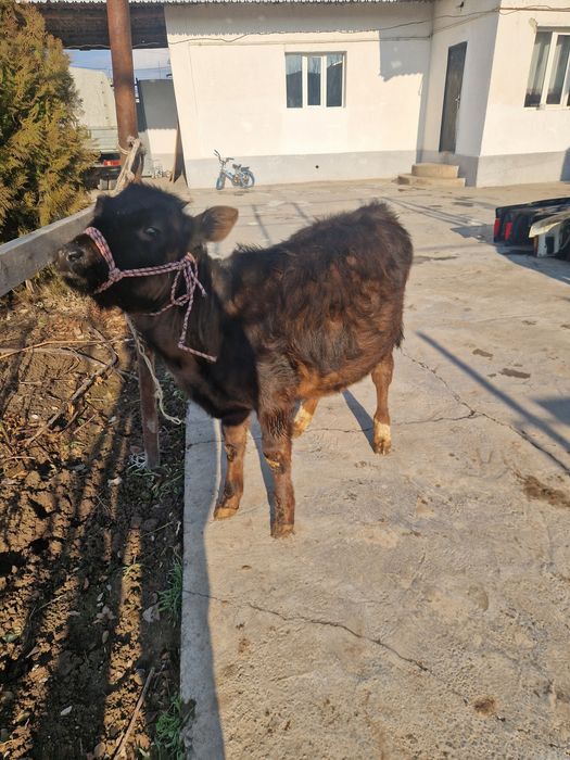 Ұрғашы бузау сатылады