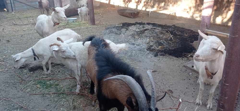 Общии барлығы сатылады