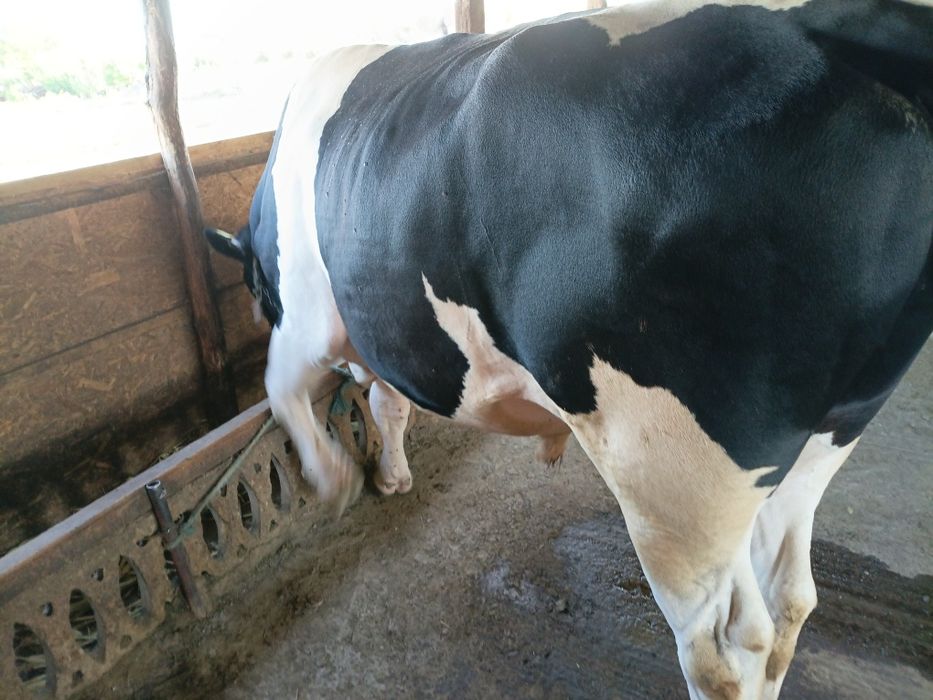 Taur mare de 650 750kg