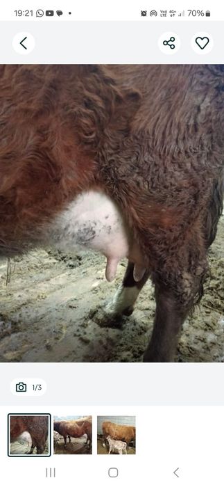 Бузаулы сутты сиырлар