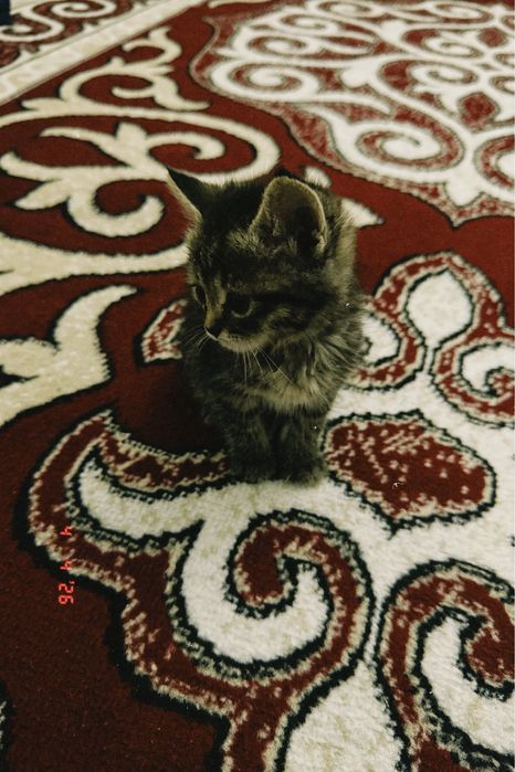 Маленький котёнок