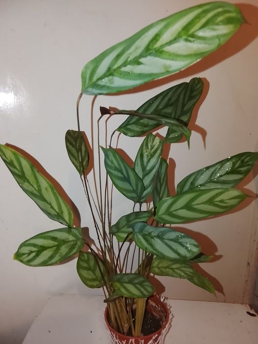 Каланхое , Калатея и лечебно Алое Вера