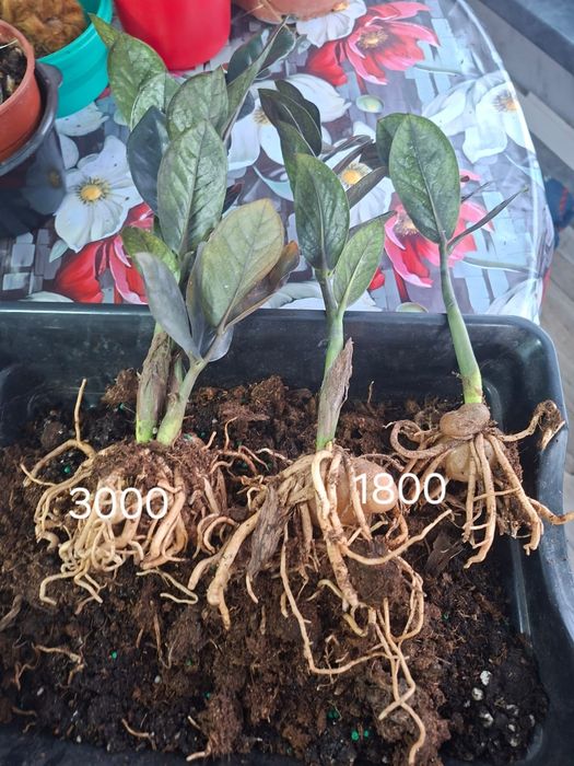 Продам цветы комнатные.