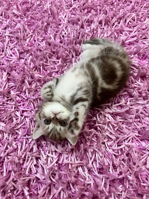 Ковер из ворса 2,5*3,5