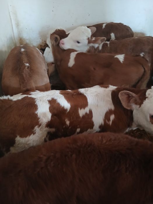 Taurasi și vitele baltati