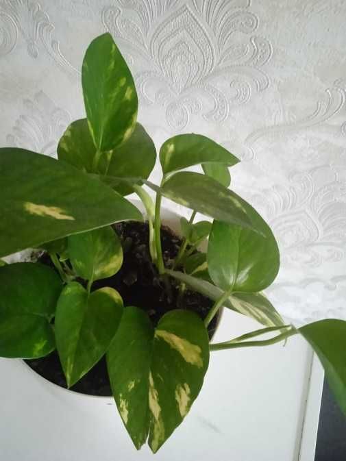 Продам сциндапсус золотистый = 1 000 тг