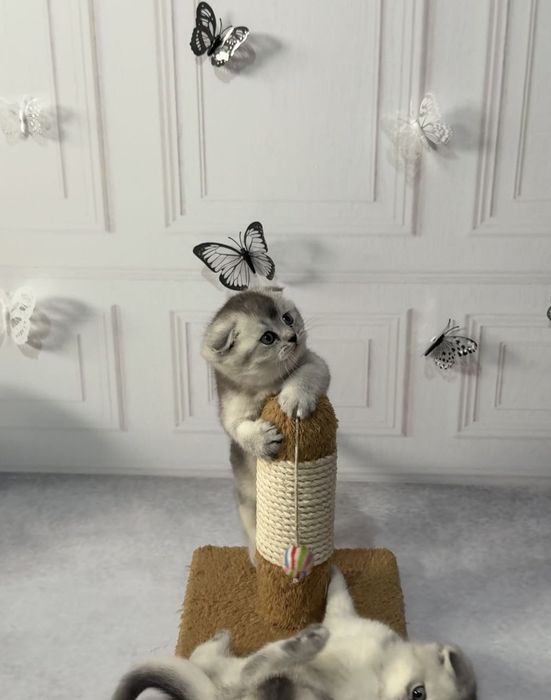 ПРОДАЙОТСЯ.Катяты.4штук