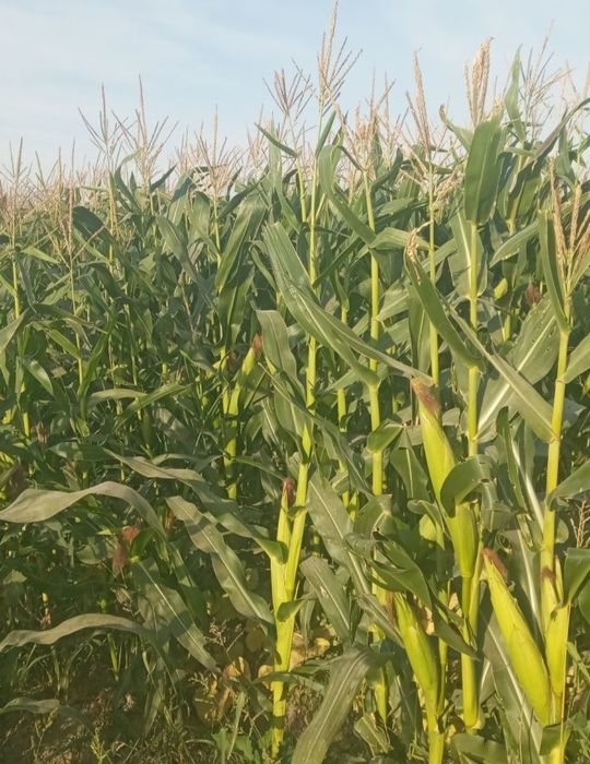 Silos Koreski Chilakki