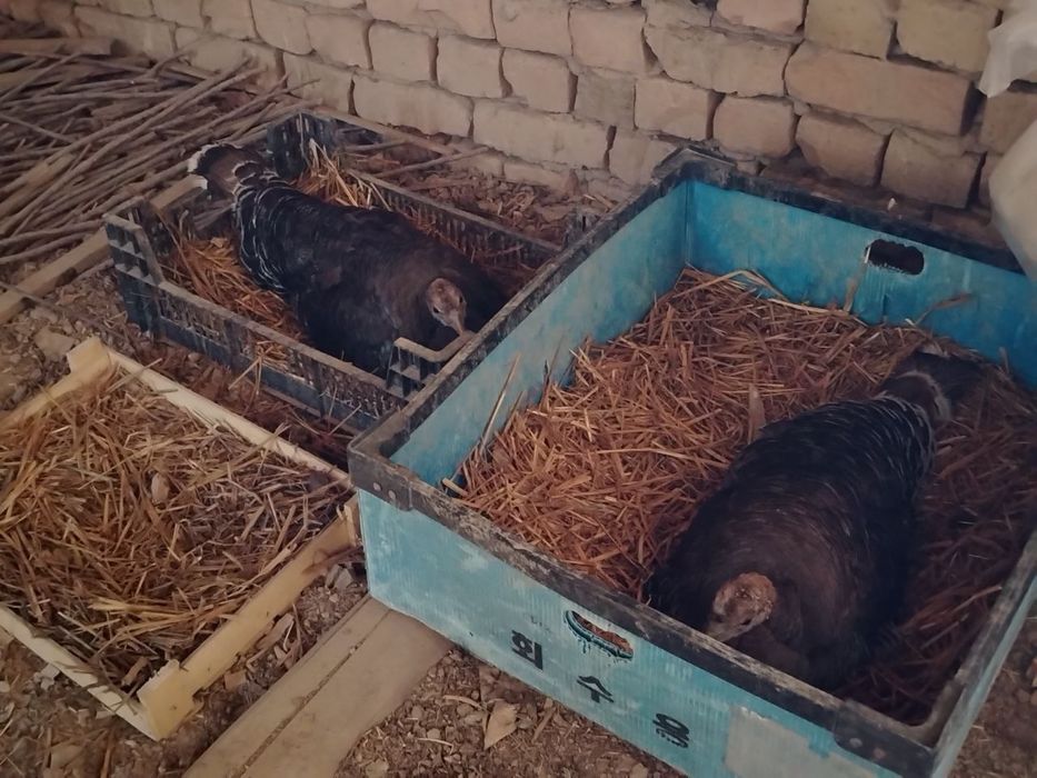 kurka kurk tuxum ochishga tayyor
