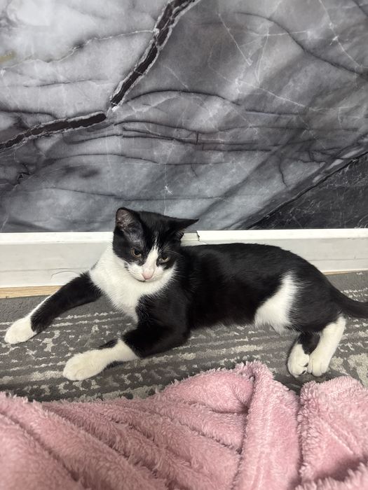 Котенок бесплатно