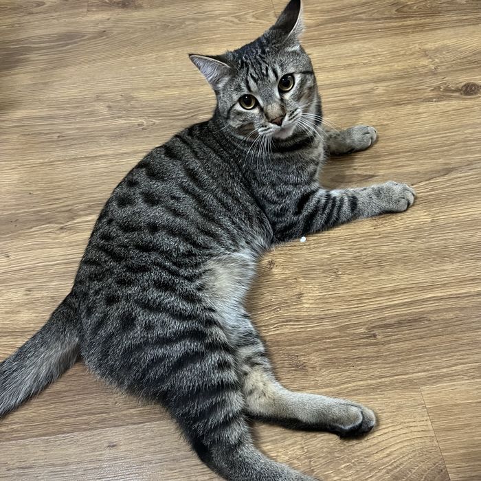 Бесплатно кошка отдам