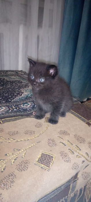 Котята длинношорстная британки