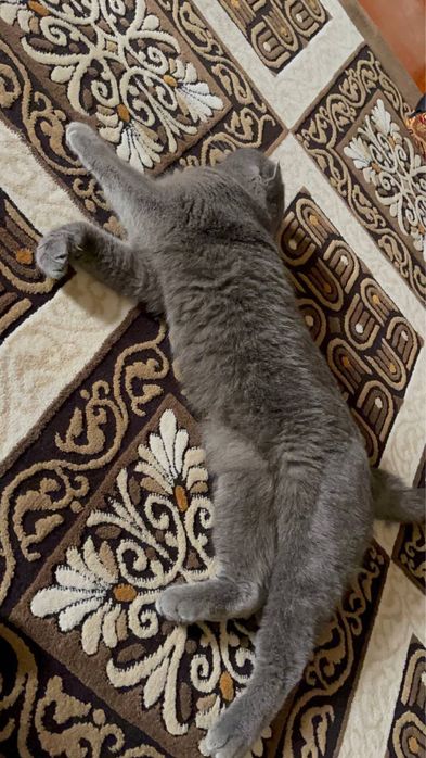 Toza qon Mushuk sotiladi