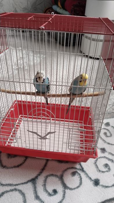 Продам папугайев