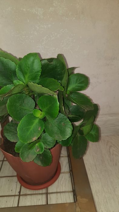 Продам комнатные цветы калла и герань