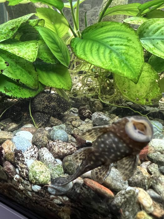 Анцитрус аквариумни рибки