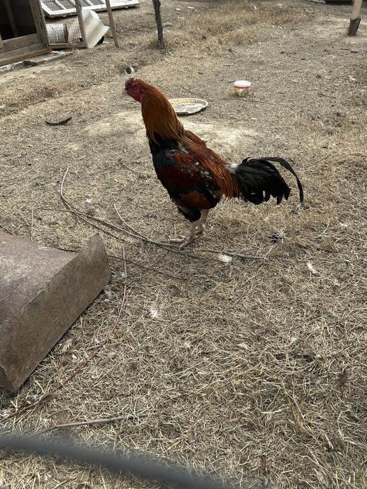 Қораздар сатылады