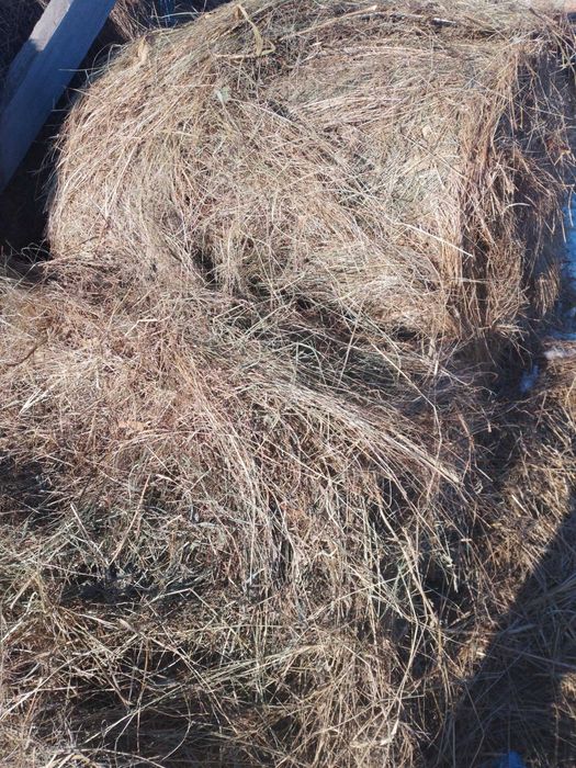 Baloti de fan de vanzare