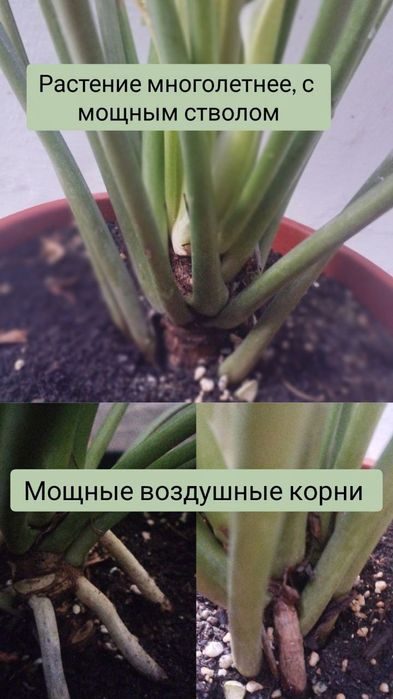 Филодендрон Ксанаду Xanadu. Экзотические цветы для дома и офиса.