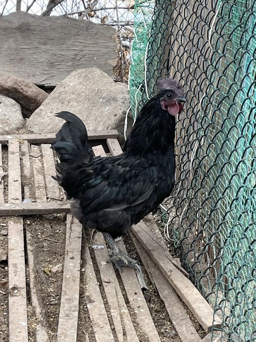 Петух ухейилюй молодой