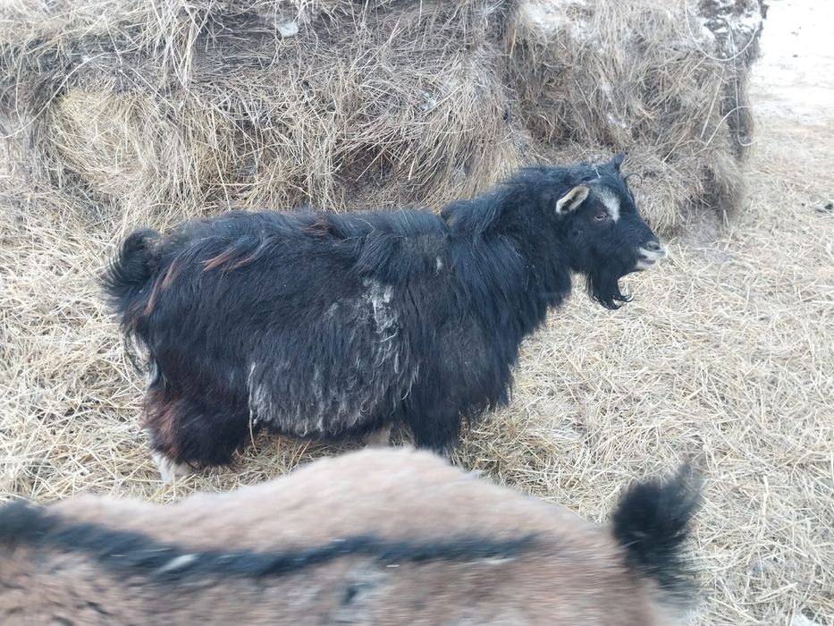 Продам козла на племя