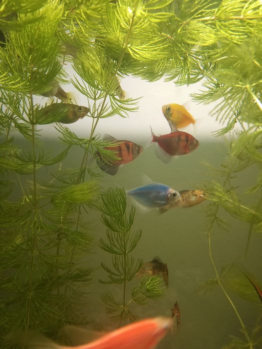 Сатылады25л 25л 40л