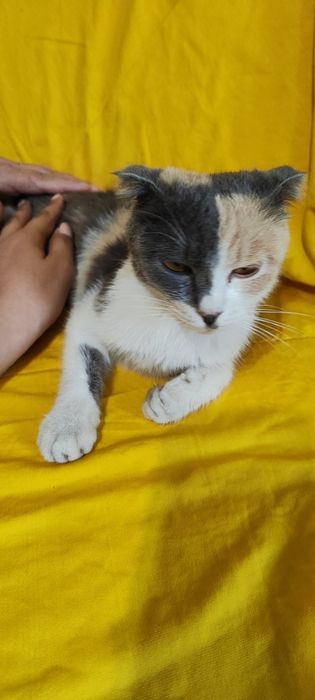 Котята бесплатно
