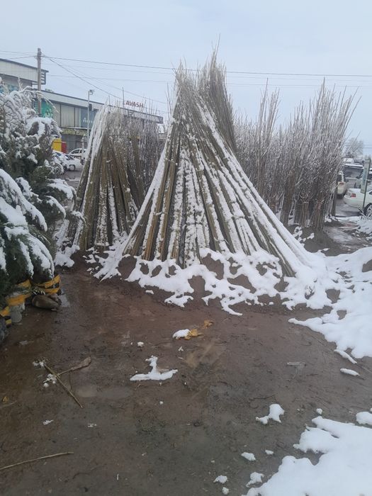 Mevali va terak kochatlar