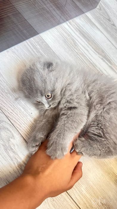 Кошка скоттиш фолд