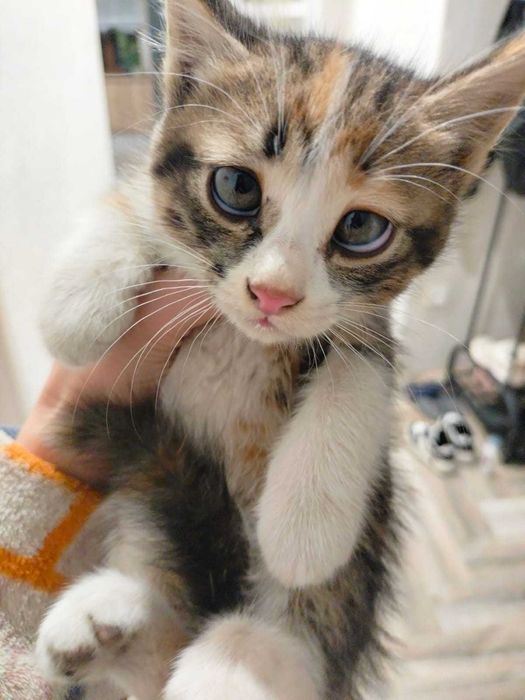 В добрые руки котят