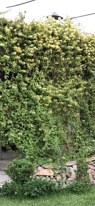 Каприфоль — цветущая лиана для вашего участка. Jasmin o’simlik.