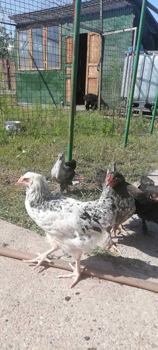 Цыплята, петухи, домашние