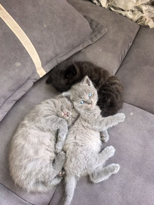 Котята британцы.