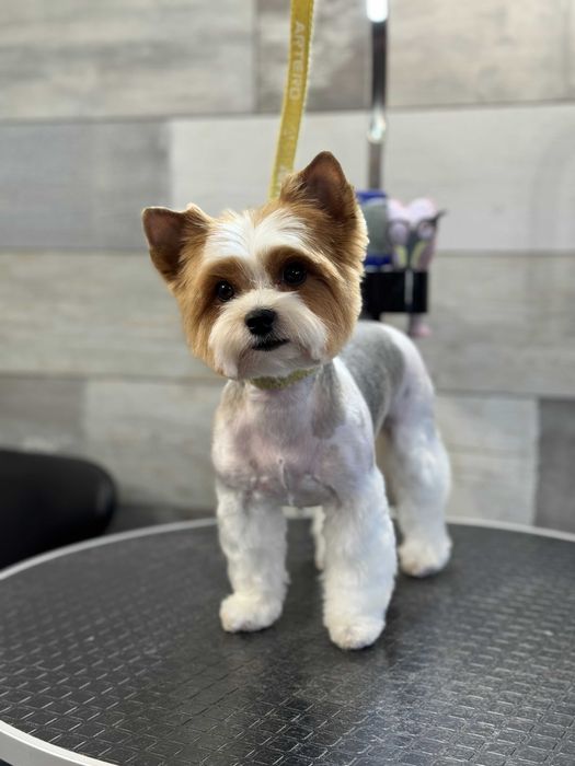 Груминг Pet Barber Варна