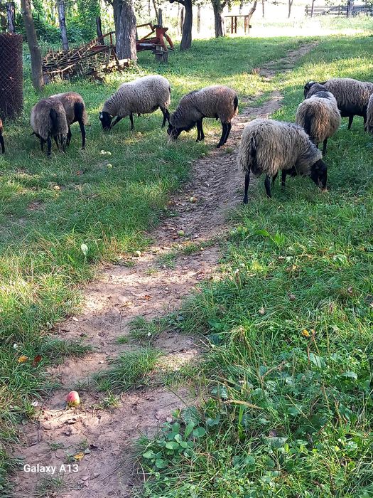 Vînd Berbec Romanov