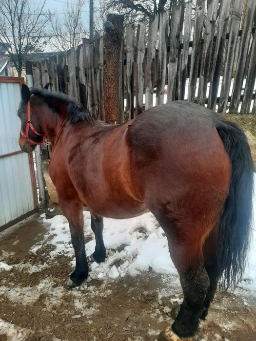 Iapă 4 ani și mânza 5 luni