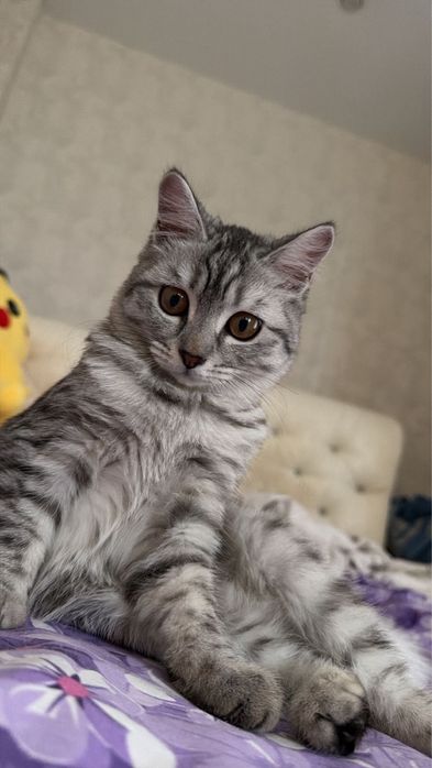 Котенок 6 месяца пародистый