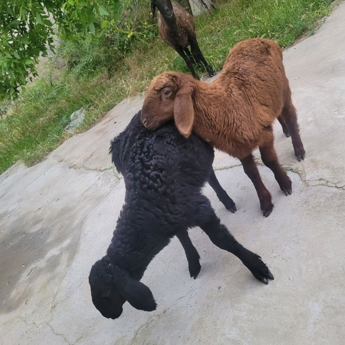 Qoy va 2 ta qozichoq ona bola sotiladi