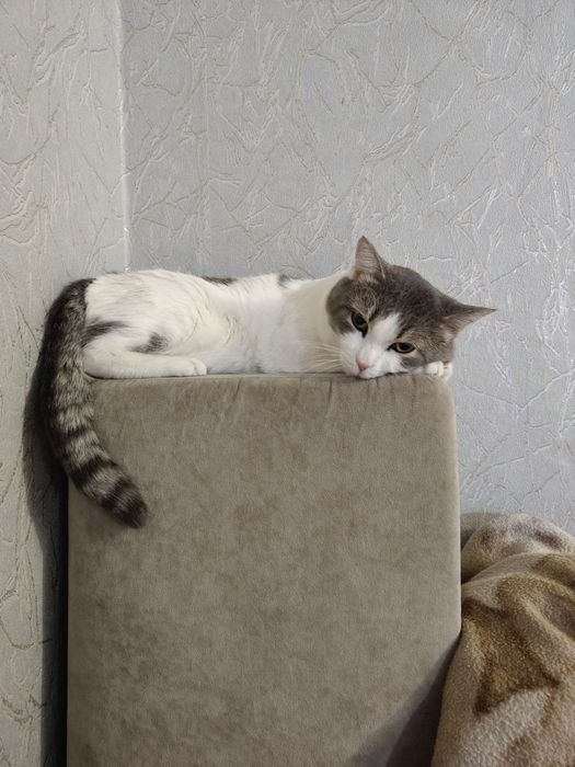 Потерялся кот, помогите найти