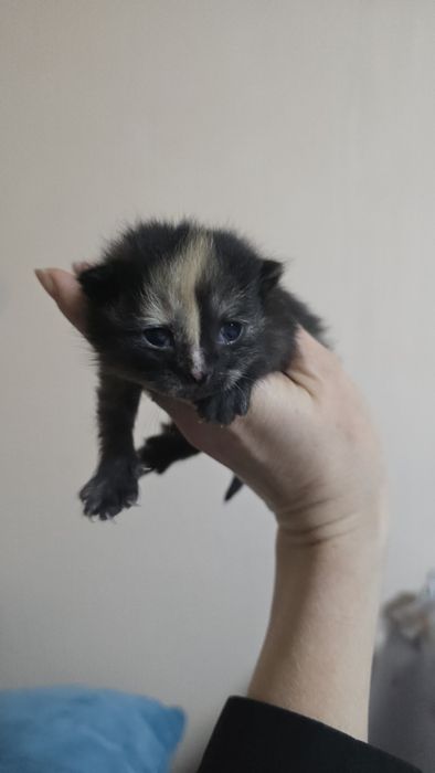 Котята в заботливые руки