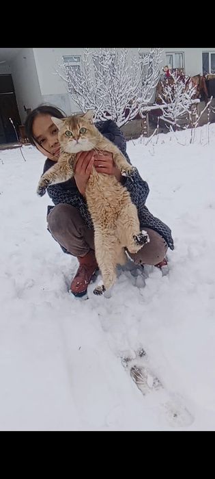 Vyazkaga ikta polvon