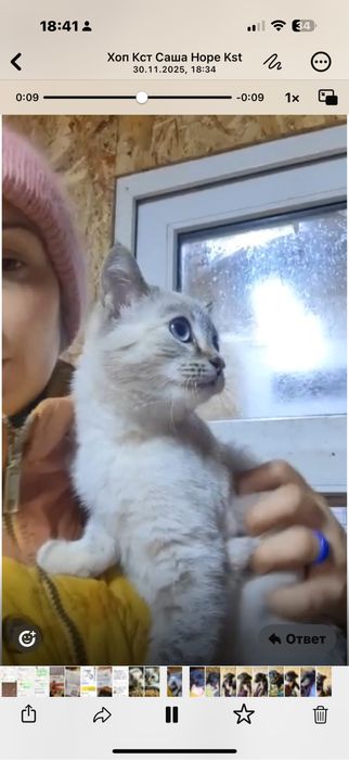 Отдам котят в добрые руки