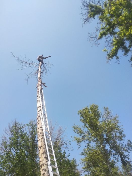 Daraxt va butalarni kesish xizmati