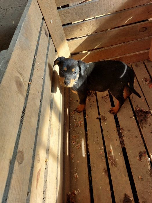 Кученце Ротвайлер