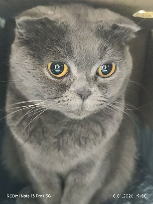 Зотлий Мушук! 1 ойлик беримений 200$