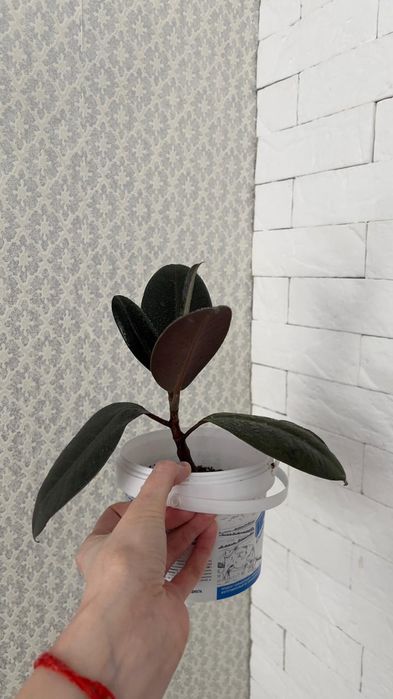 Фикусы абиджаны абиджаны